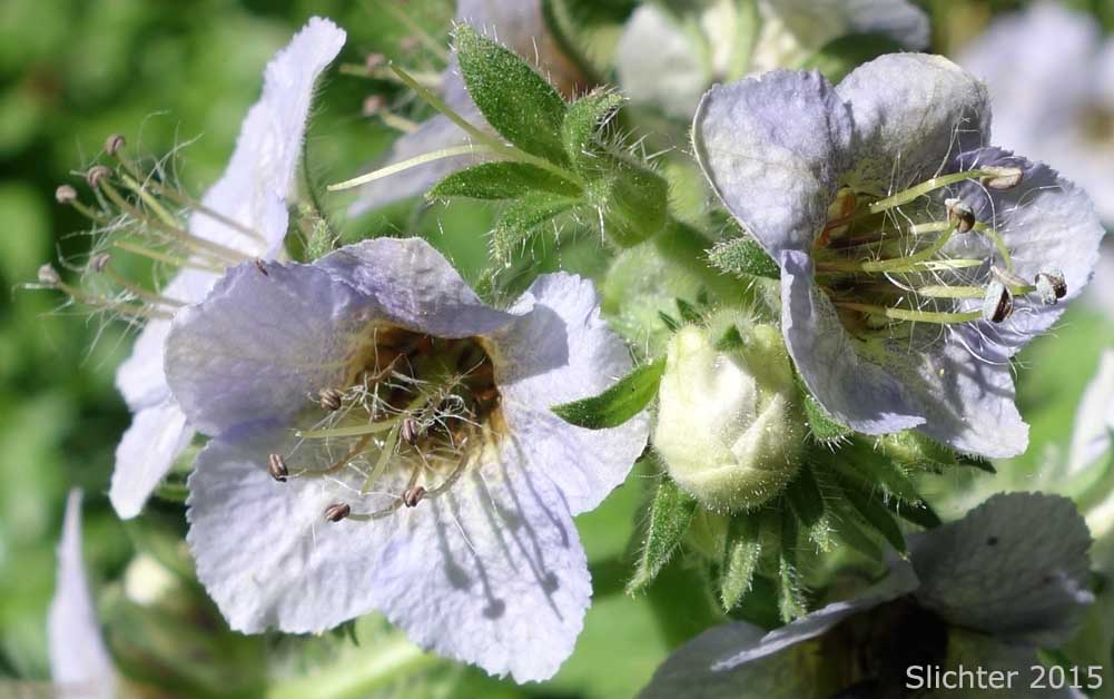 Bolander's Phacelia, Bolander's Scorpion-weed: Phacelia bolanderi