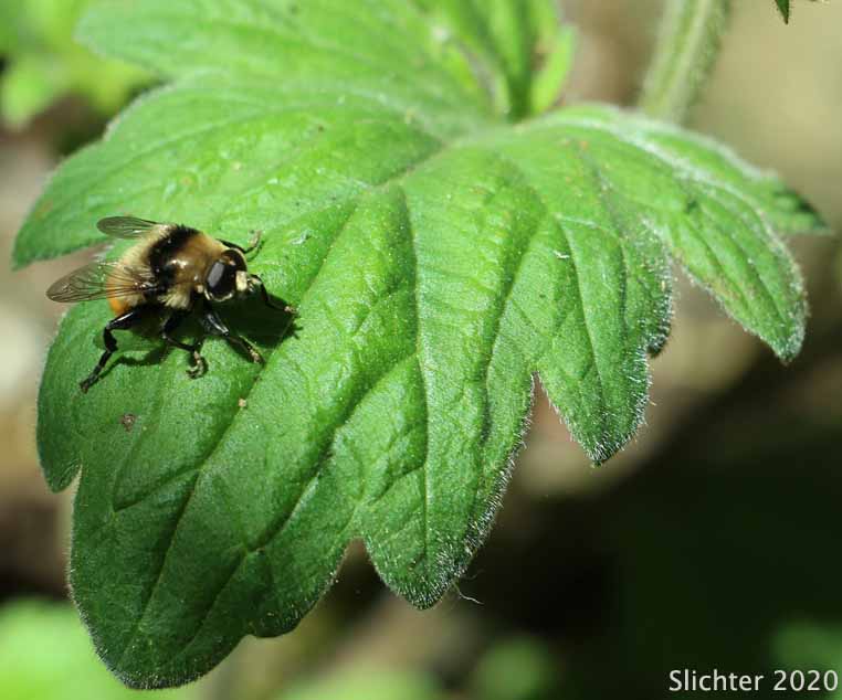 Bolander's Phacelia, Bolander's Scorpion-weed: Phacelia bolanderi