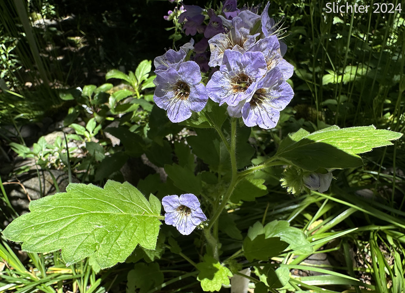 Bolander's Phacelia, Bolander's Scorpion-weed: Phacelia bolanderi