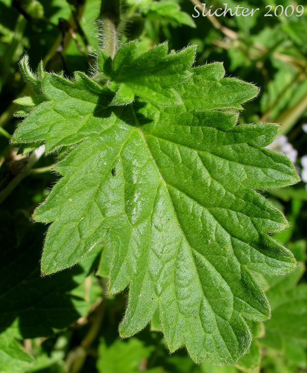 Stem leaf of Bolander's Phacelia, Bolander's Scorpion-weed: Phacelia bolanderi