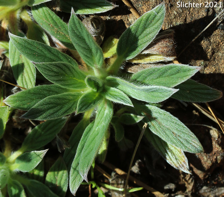 Serpentine Scorpionweed, Serpentine Phacelia: Phacelia corymbosa