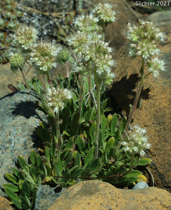 Serpentine Scorpionweed, Serpentine Phacelia: Phacelia corymbosa