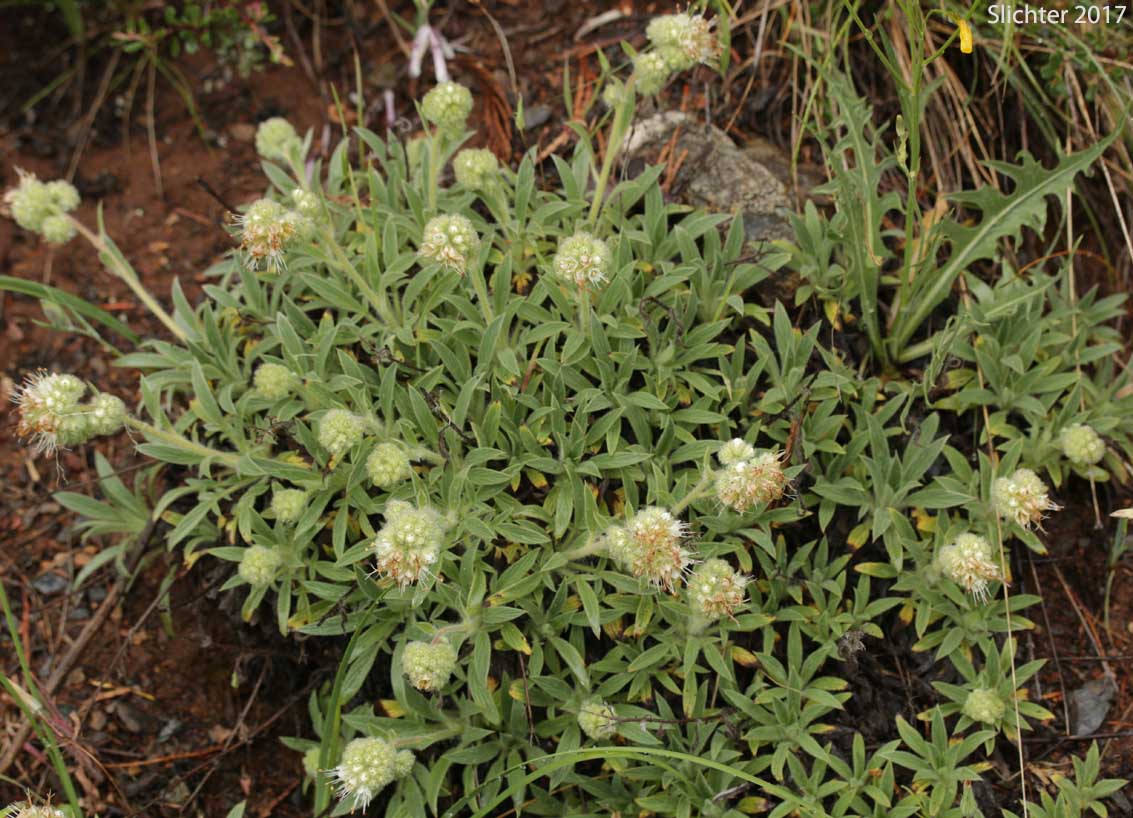 Serpentine Scorpionweed, Serpentine Phacelia: Phacelia corymbosa