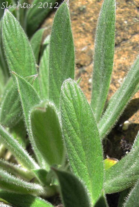 Basal leaves of Serpentine Scorpionweed, Serpentine Phacelia: Phacelia corymbosa