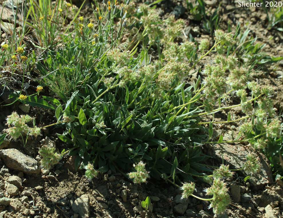 Compact Phacelia, Timberline Phacelia: Phacelia hastata var. compacta (Synonyms: Phacelia frigida, Phacelia frigida ssp. frigida, Phacelia hastata ssp. compacta, Phacelia hastata var. dasyphylla, Phacelia nemoralis var. frigida, Phacelia magellanica)