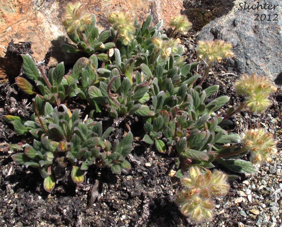 Compact Phacelia, Timberline Phacelia: Phacelia hastata var. compacta (Synonyms: Phacelia frigida, Phacelia frigida ssp. frigida, Phacelia hastata ssp. compacta, Phacelia hastata var. dasyphylla, Phacelia nemoralis var. frigida, Phacelia magellanica)