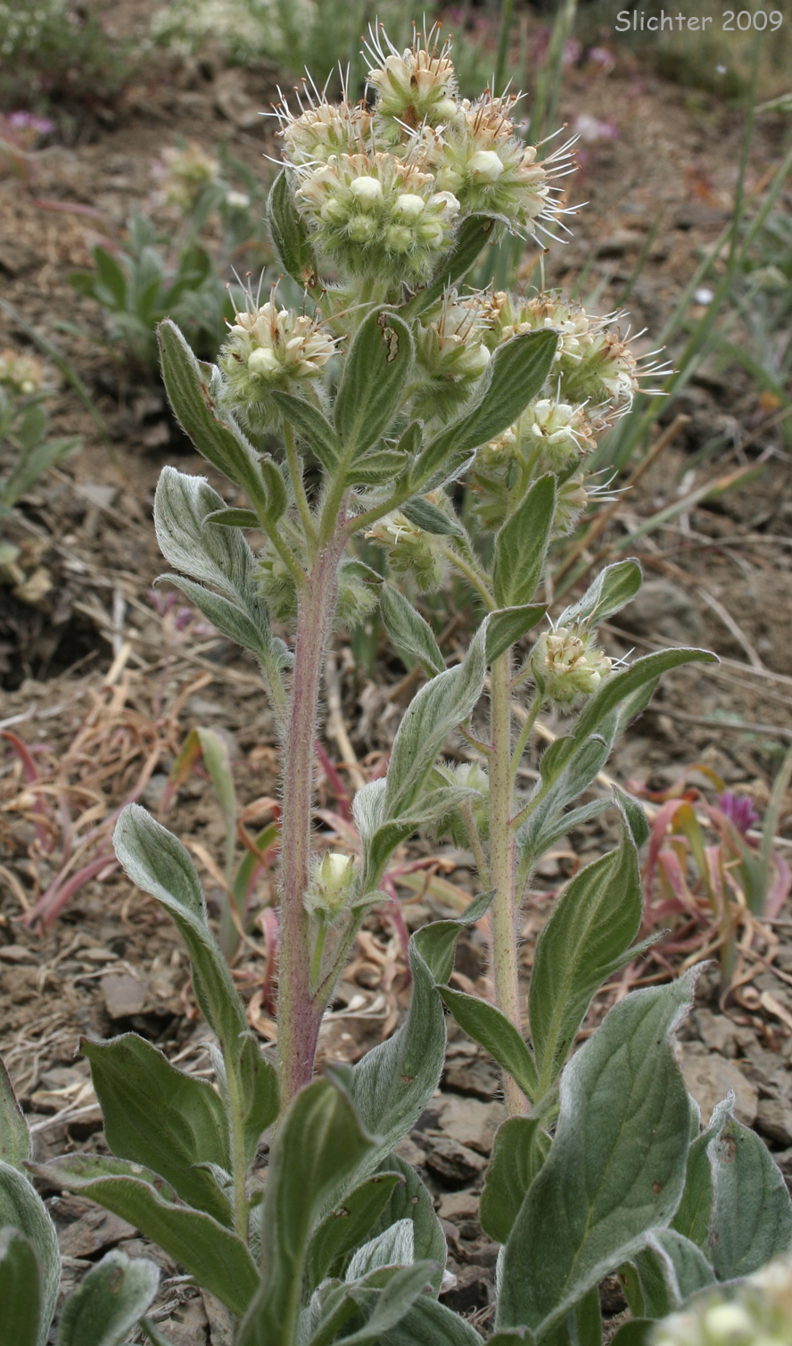 Narrow-sepal Phacelia, Narrow-sepal Scorpion-weed: Phacelia leptosepala (Synonym: Phacelia hastata var. leptosepala)