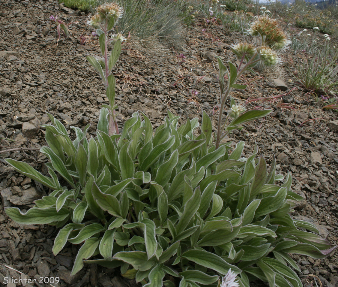 Narrow-sepal Phacelia, Narrow-sepal Scorpion-weed: Phacelia leptosepala (Synonym: Phacelia hastata var. leptosepala)