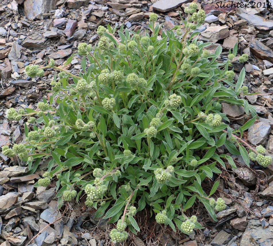Narrow-sepal Phacelia, Narrow-sepal Scorpion-weed: Phacelia leptosepala (Synonym: Phacelia hastata var. leptosepala)