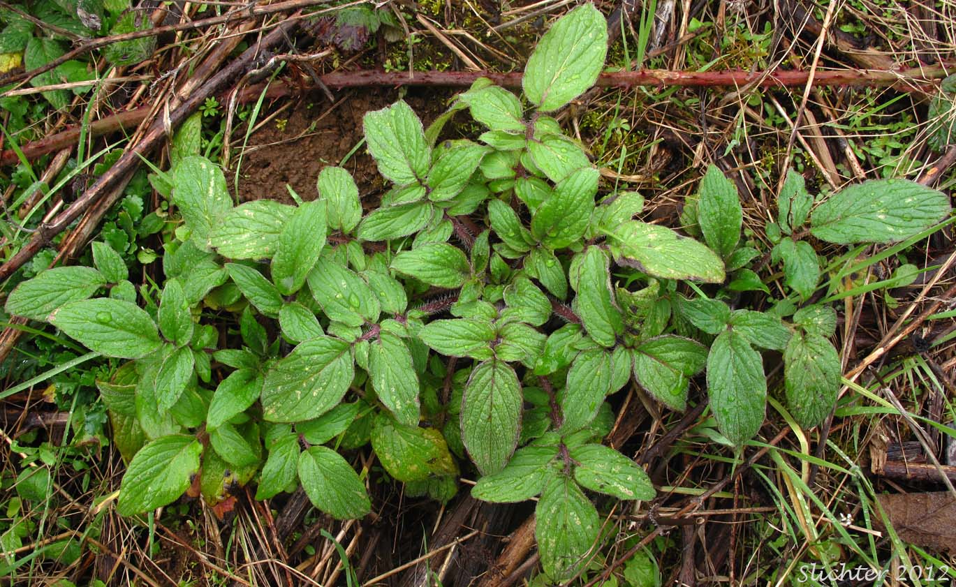 Basal leaves of Oregon Phacelia, Shade Phacelia, Woodland Phacelia: Phacelia nemoralis ssp. oregonensis (Synonym: Phacelia nemoralis var. oregonensis)