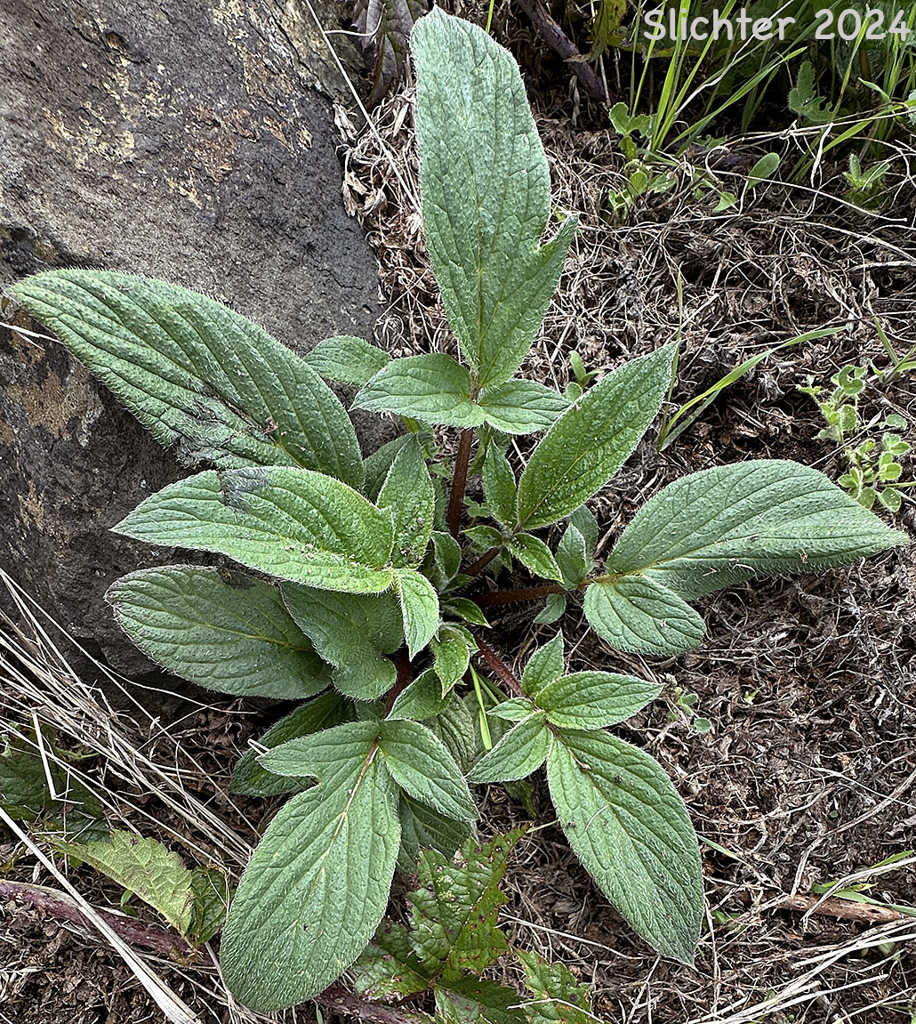Oregon Phacelia, Shade Phacelia, Woodland Phacelia: Phacelia nemoralis ssp. oregonensis (Synonym: Phacelia nemoralis var. oregonensis)
