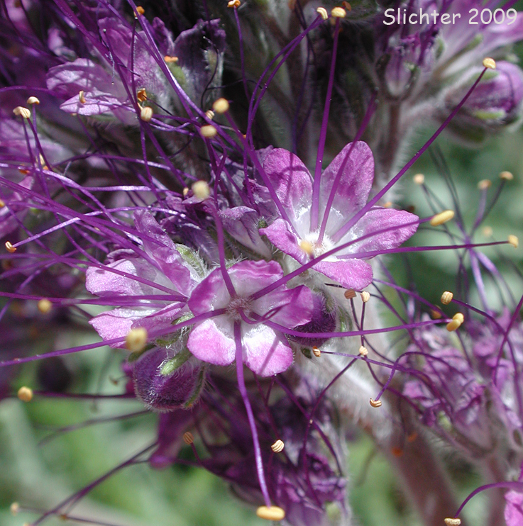 Flowers of Silky Phacelia: Phacelia sericea var. sericea (Synonyms: Phacelia sericea ssp. sericea, Phacelia seriea var. caespitosa)