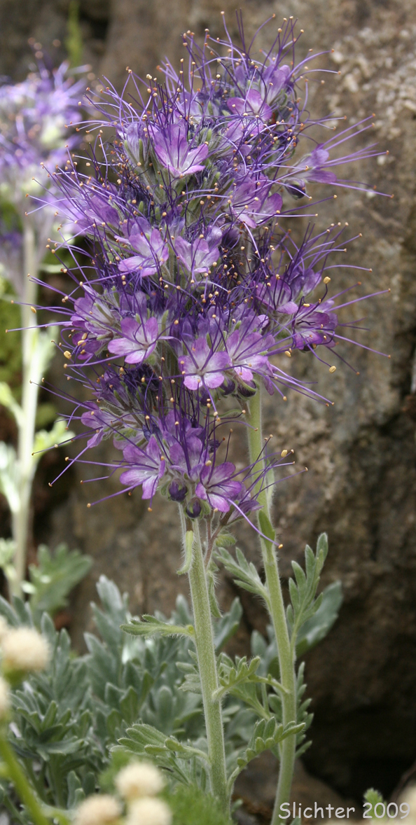 Inflorescence of Silky Phacelia: Phacelia sericea var. sericea (Synonyms: Phacelia sericea ssp. sericea, Phacelia seriea var. caespitosa)