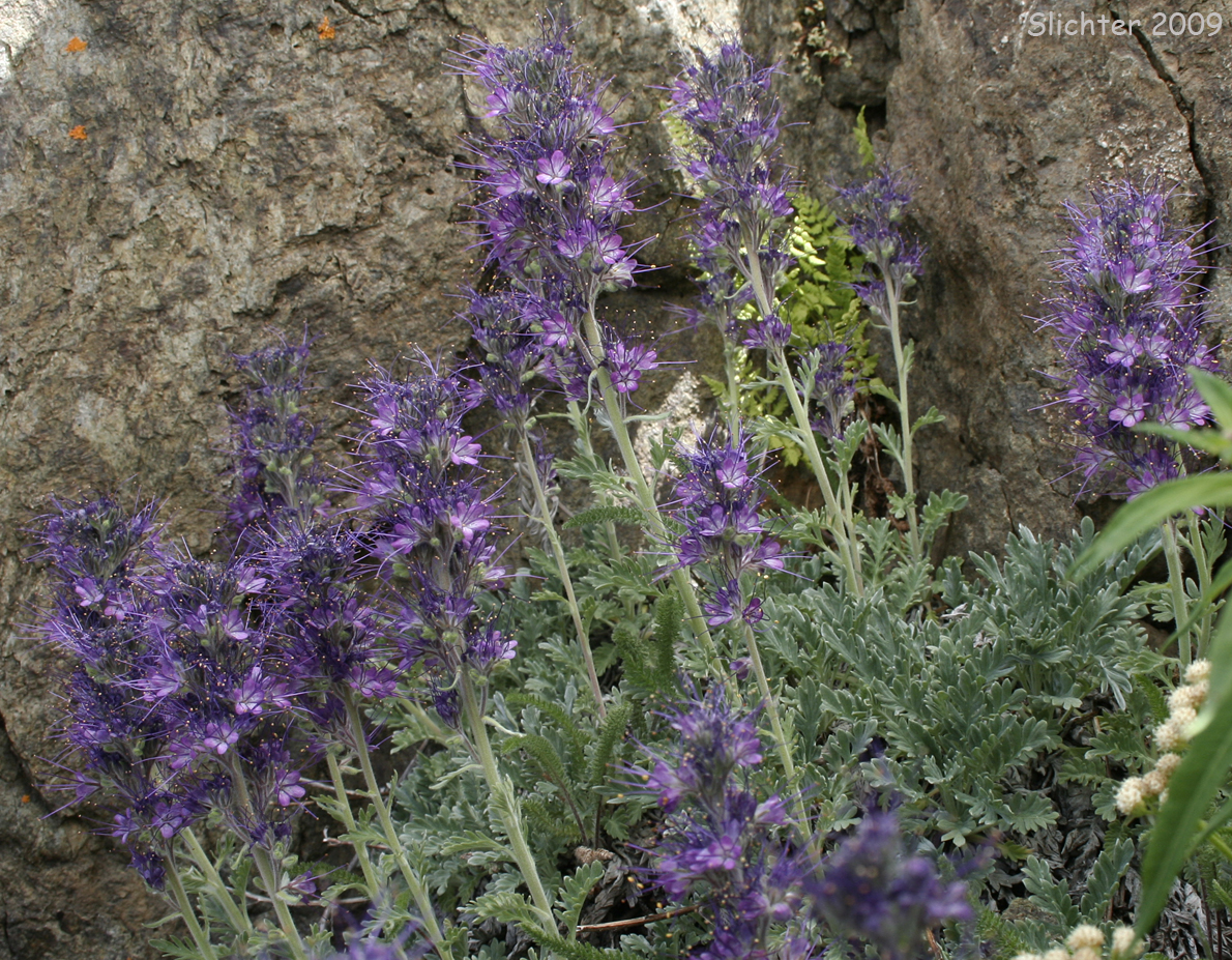 Silky Phacelia: Phacelia sericea var. sericea (Synonyms: Phacelia sericea ssp. sericea, Phacelia seriea var. caespitosa)