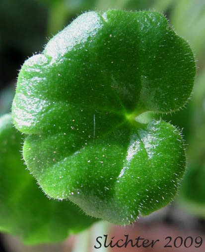 Basal leaf of Tracy's Mistmaiden, Tracy's Romanzoffia: Romanzoffia tracyi