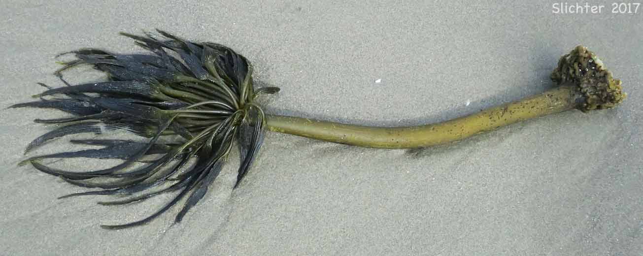 Sea Palm Kelp (Postelsia palmaeformis)