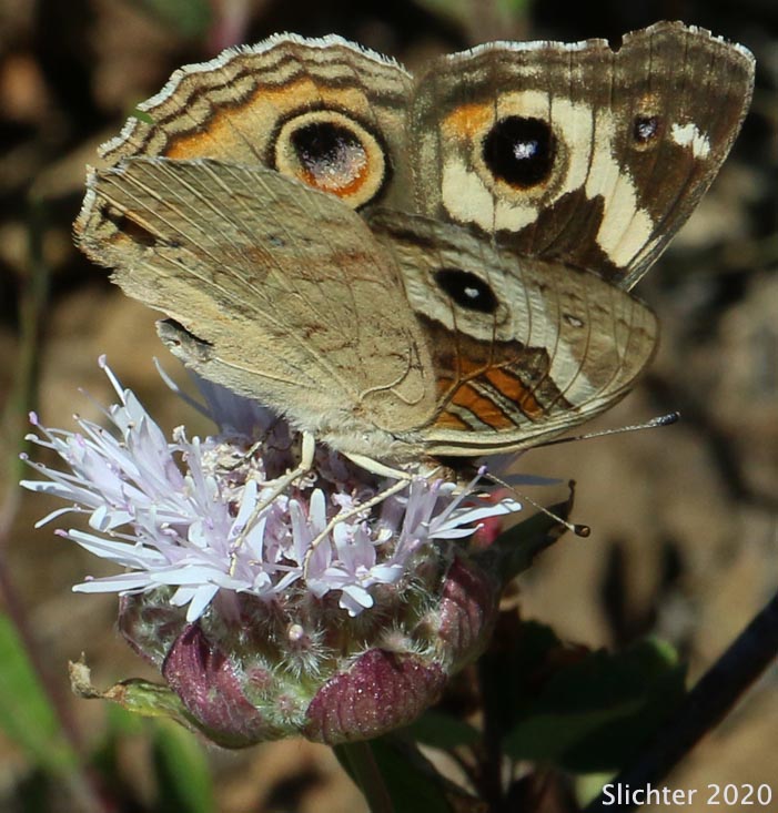 Common Buckeye: Junonia coenia