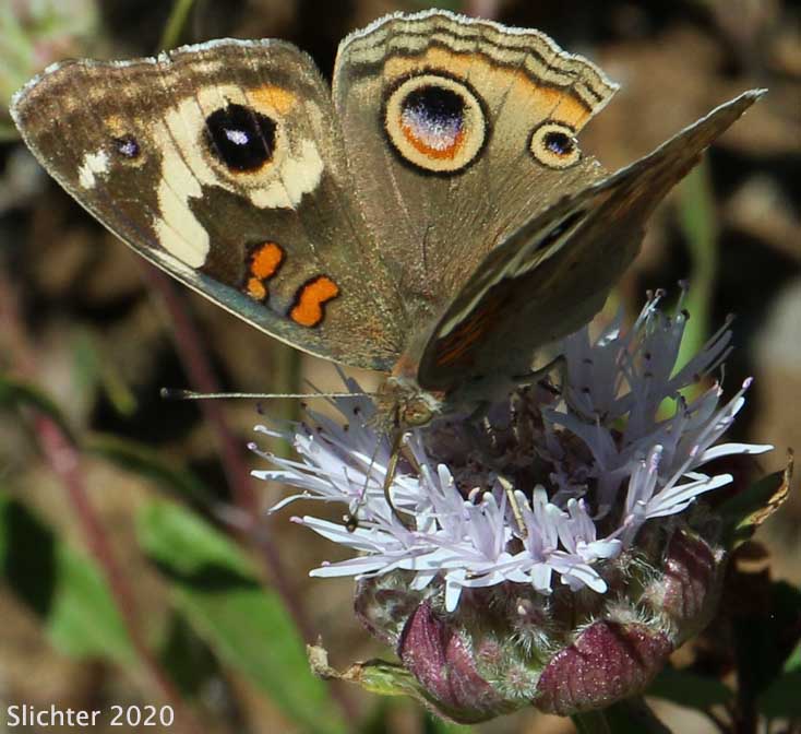 Common Buckeye: Junonia coenia