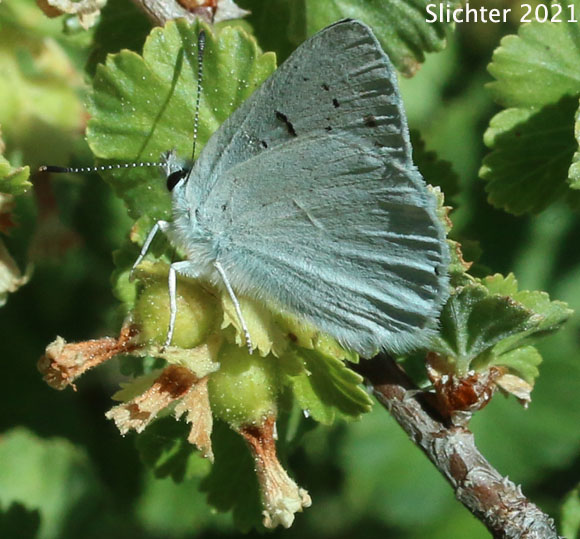 Blue Copper, Bluish Copper Chalceria, Varied Blue: Lycaena heteronea