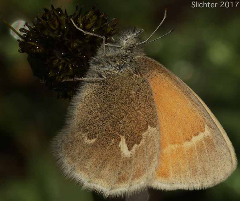Ochre Ringlet: Coenonympha tullia