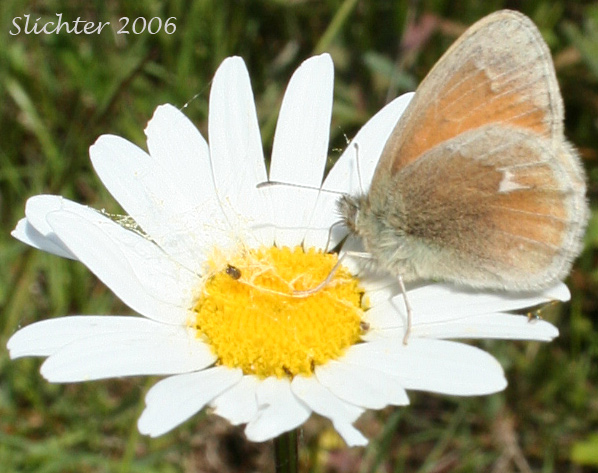 Ochre Ringlet: Coenonympha tullia