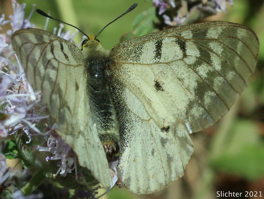 Clodius Parnassian, Clodius Apollo, American Apollo: Parnassian clodius