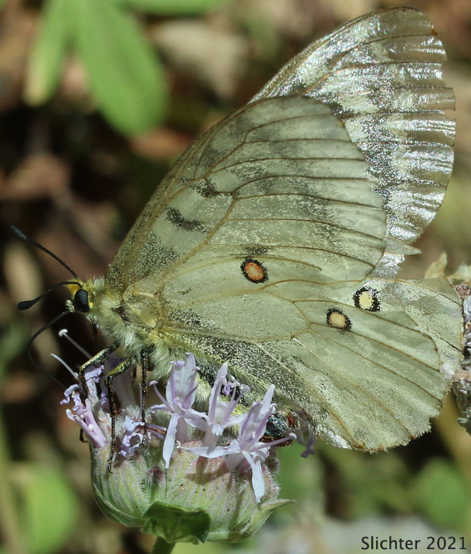 Clodius Parnassian, Clodius Apollo, American Apollo: Parnassian clodius