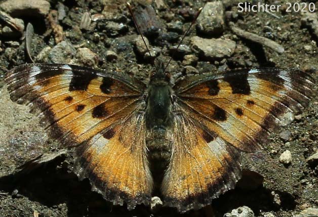 California Tortoiseshell: Nymphalis californica