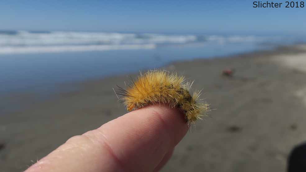 Yellow Woollybear: Spilosoma virginica