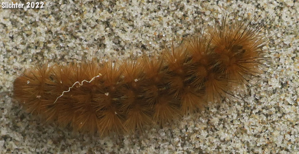 Yellow Woollybear: Spilosoma virginica