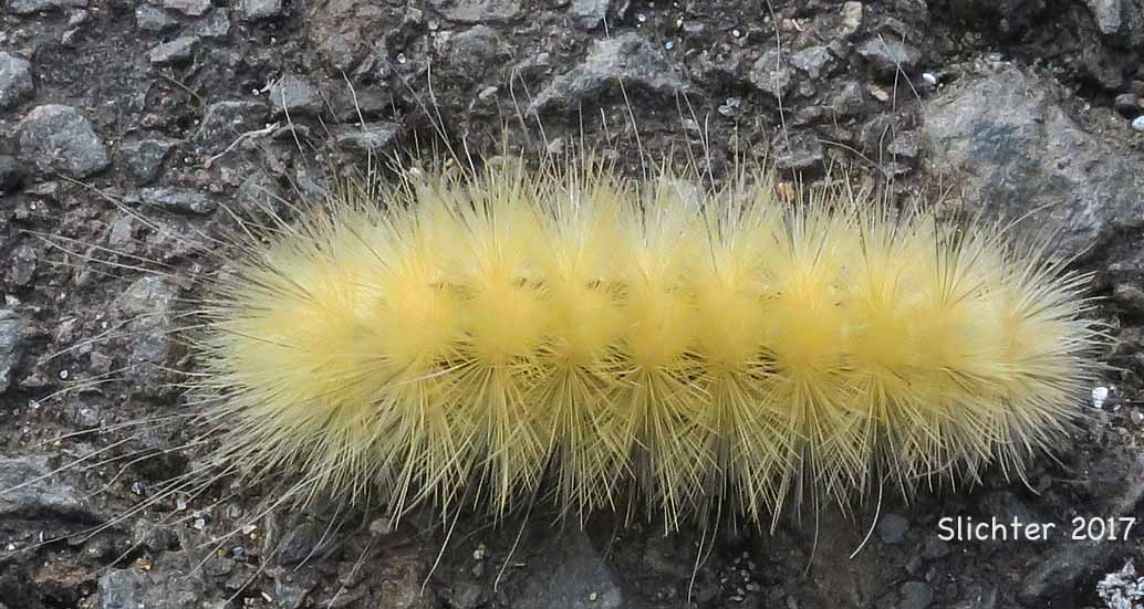 Yellow Woollybear Caterpillar (Spilosoma virginica)