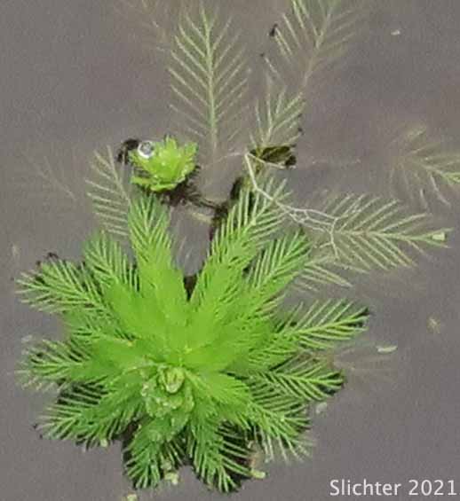 Parrot's Feather, Water Feather, South American Water-milfoil: Myriophyllum aquaticum (Synonyms: Myriophyllum brasiliense, Myriophyllum proserpinacoides)