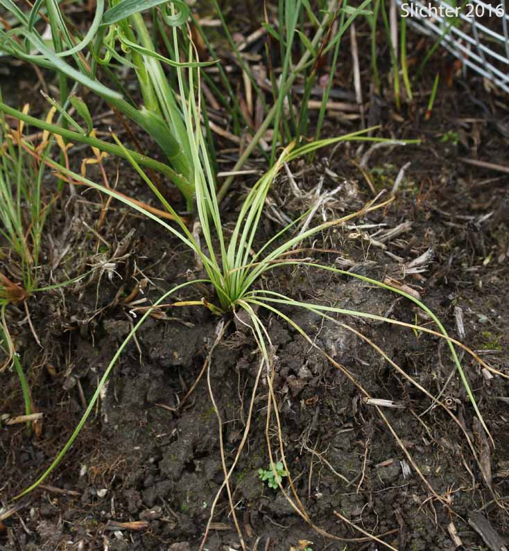 Nuttall's Quillwort: Isoetes nuttallii (Synonyms: Isoetes nuttallii var. nuttallii, Isoetes opaca, Isoetes suksdorfii)