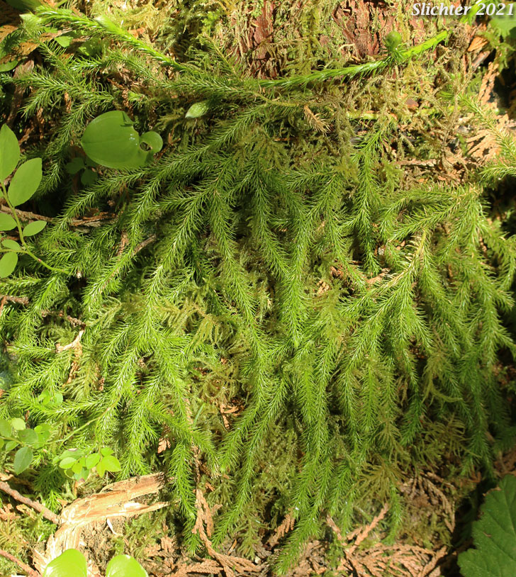 Common Clubmoss, Elk-moss, Ground Pine, Running Clubmoss, Running Pine, Stag's Horn Clubmoss: Lycopodium clavatum (Synonyms: Lycopodium clavatum var. clavatum, Lycopodium clavatum var. integerrimum, Lycopodium clavatum var. integrifolium, Lycopodium clavatum var. subremotum)