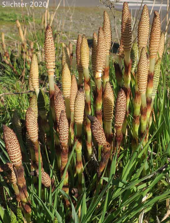 Giant Horsetail, Great Horsetail: Equisetum telmateia var. braunii (Synonym: Equisetum maximum, Equisetum telmateia ssp. braunii)