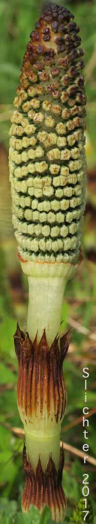 Giant Horsetail, Great Horsetail: Equisetum telmateia var. braunii (Synonym: Equisetum maximum, Equisetum telmateia ssp. braunii)