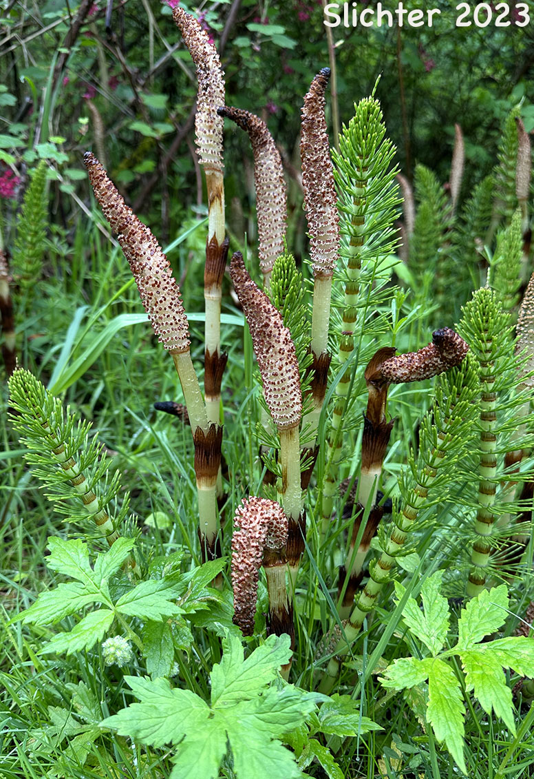 Giant Horsetail, Great Horsetail: Equisetum telmateia var. braunii (Synonym: Equisetum maximum, Equisetum telmateia ssp. braunii)