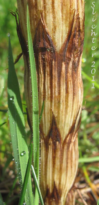 Giant Horsetail, Great Horsetail: Equisetum telmateia var. braunii (Synonym: Equisetum maximum)