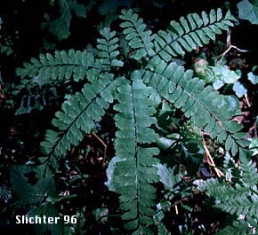 Aleutian Maidenhair, Aleutian Maidenhair Fern, Northern Maidenhair Fern, Western Maidenhair, Western Maidenhair Fern: Adiantum aleuticum var. aleuticum (Synonym: Adiantum pedatum, Aleuticum pedatum var. aleuticum)