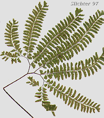 Maidenhair Fern: Adiantum aleuticum
