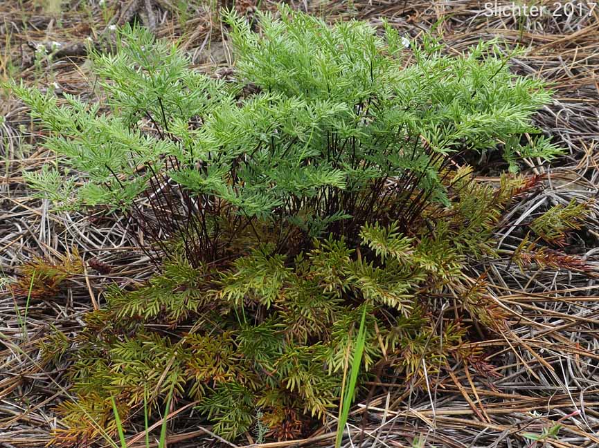 Indian's Dream, Oregon Cliff Brake, Podfern: Aspidotis densa (Synonyms: Cheilanthes siliquosa, Cryptogramma densa, Onychium densum, Pellaea densa)
