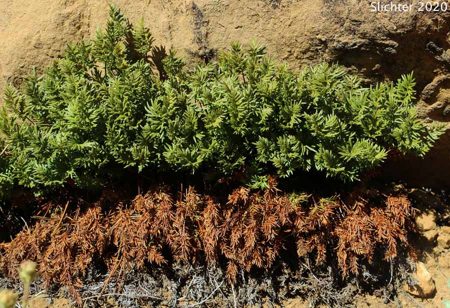 Indian's Dream, Oregon Cliff Brake, Podfern: Aspidotis densa (Synonyms: Cheilanthes siliquosa, Cryptogramma densa, Onychium densum, Pellaea densa)