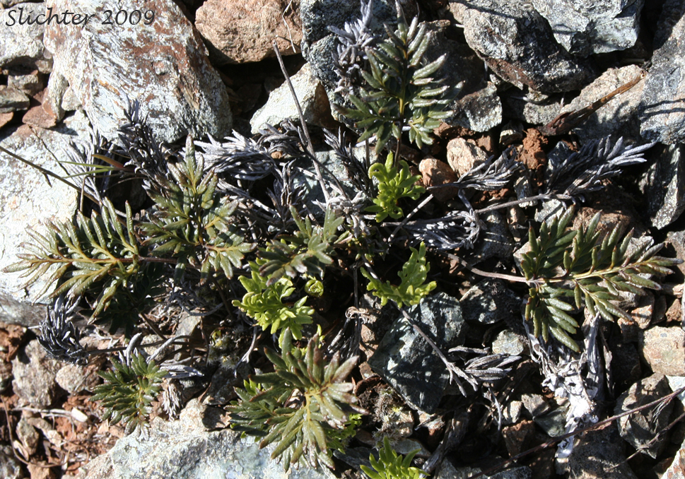 ndian's Dream, Oregon Cliff Brake, Podfern: Aspidotis densa (Synonyms: Cheilanthes siliquosa, Cryptogramma densa, Onychium densum, Pellaea densa)