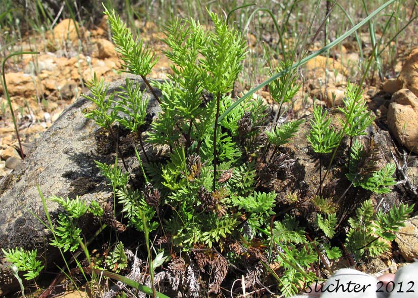 Indian's Dream, Oregon Cliff Brake, Podfern: Aspidotis densa (Synonyms: Cheilanthes siliquosa, Cryptogramma densa, Onychium densum, Pellaea densa)