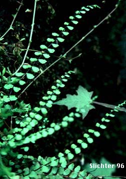Maidenhair Spleenwort: Asplenium trichomanes ssp. trichomanes (Synonym: Asplenium melanocaulon)