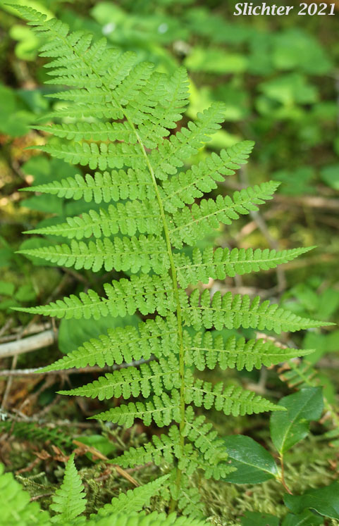 Common Ladyfern, Lady Fern, Northwestern Lady Fern: Athyrium filix-femina ssp. cyclosorum (Synonyms: Athyrium alpestre var. cyclosorum, Athyrium filix-femina var. californicum, Athyrium filix-femina var. cyclosorum)