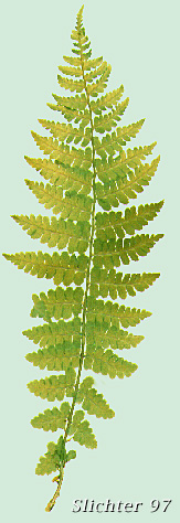 Lady Fern: Athyrium filix-femina