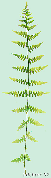 Common Ladyfern, Lady Fern, Northwestern Lady Fern: Athyrium filix-femina ssp. cyclosorum (Synonyms: Athyrium alpestre var. cyclosorum, Athyrium filix-femina var. californicum, Athyrium filix-femina var. cyclosorum)