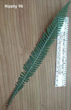 Deer Fern: Struthiopteris spicant (Synonym: Blechnum spicant)