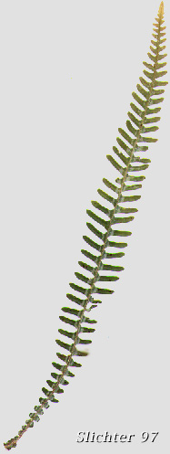 Deer Fern: Struthiopteris spicant (formerly Blechnum spicant)